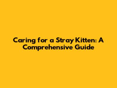 Caring for a Stray Kitten: A Comprehensive Guide